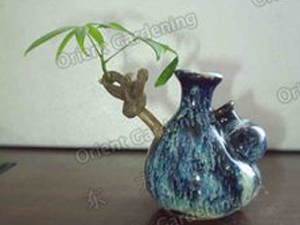 pachira with Ceramic pot P1010055
