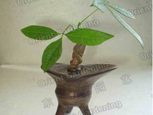 pachira with Ceramic pot  P1010058