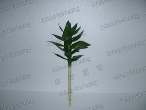 Lotus  with leaf 30CM