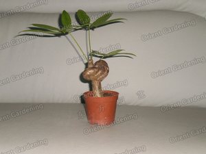 money tree -pachira P5090224