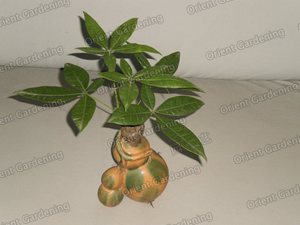 pachira with Ceramic pot P5090229