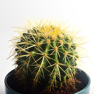 cactus indoor plants