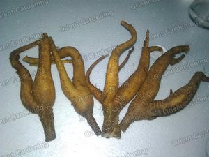 bare root ficus