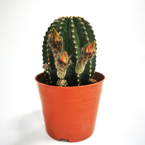 黑金刚-Cactus