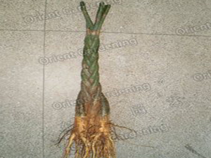 money tree 5pcs braided 30cm