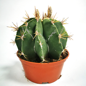 斑若-Cactus