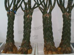 money tree 5pcs braided 80cm D