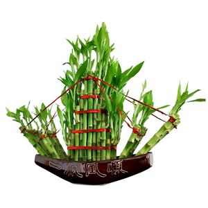 帆船-Lucky Bamboo