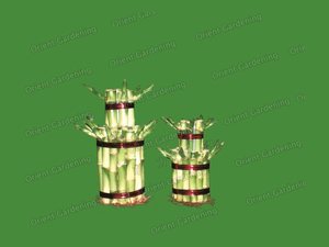 Artificial Spiral Lucky Bamboo  tower shaped
