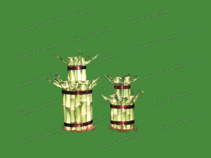 Artificial Spiral Lucky Bamboo  tower shaped