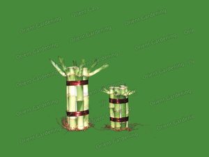 lucky bamboo tower shape indoor houseplants decoration