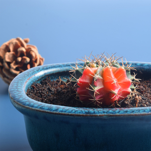 Succulent cactus Gymnocalycium mihanovichii Live Plants