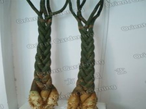 money tree 5pcs braided 100cm 